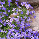 Rockcress, Purple (Aubrieta deltoidea) - 250 Seeds - Southern Seed Exchange