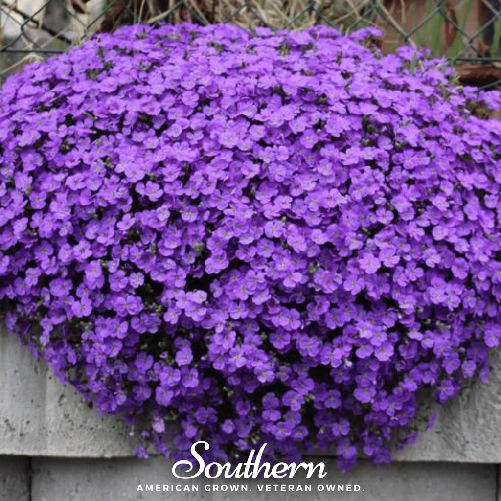 Rockcress, Purple (Aubrieta deltoidea) - 250 Seeds - Southern Seed Exchange