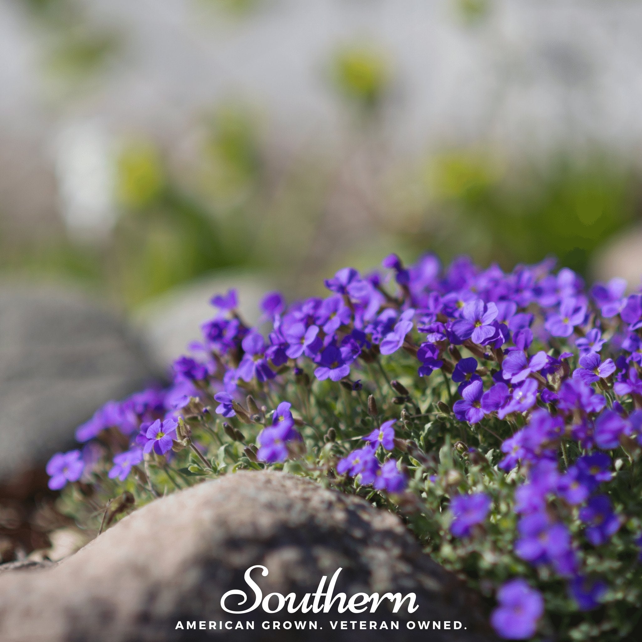 Rockcress, Purple (Aubrieta deltoidea) - 250 Seeds - Southern Seed Exchange