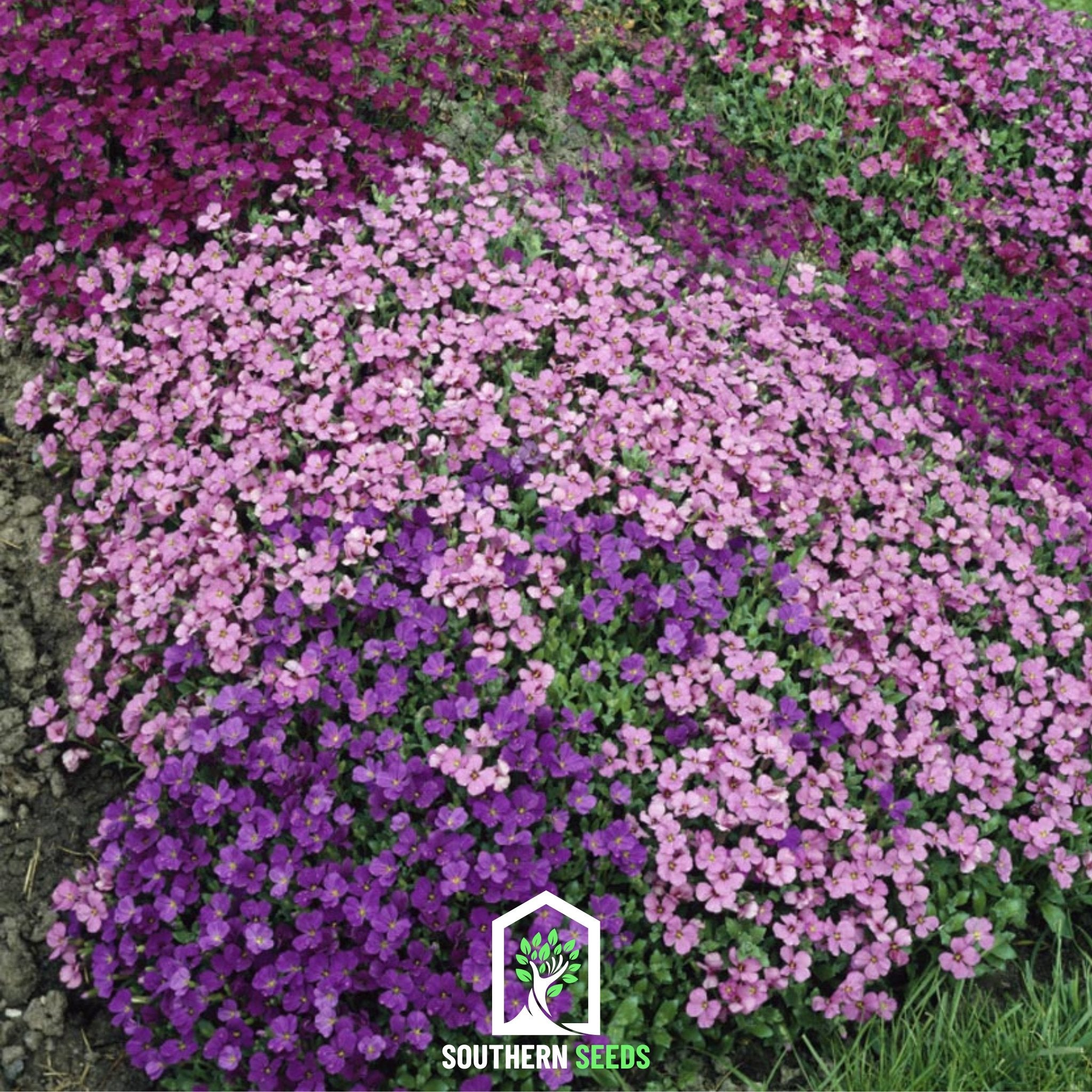 Rockcress, Royal Mix (Aubrieta hybrida) - 100 Seeds - Southern Seed Exchange