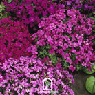 Rockcress, Royal Mix (Aubrieta hybrida) - 100 Seeds - Southern Seed Exchange