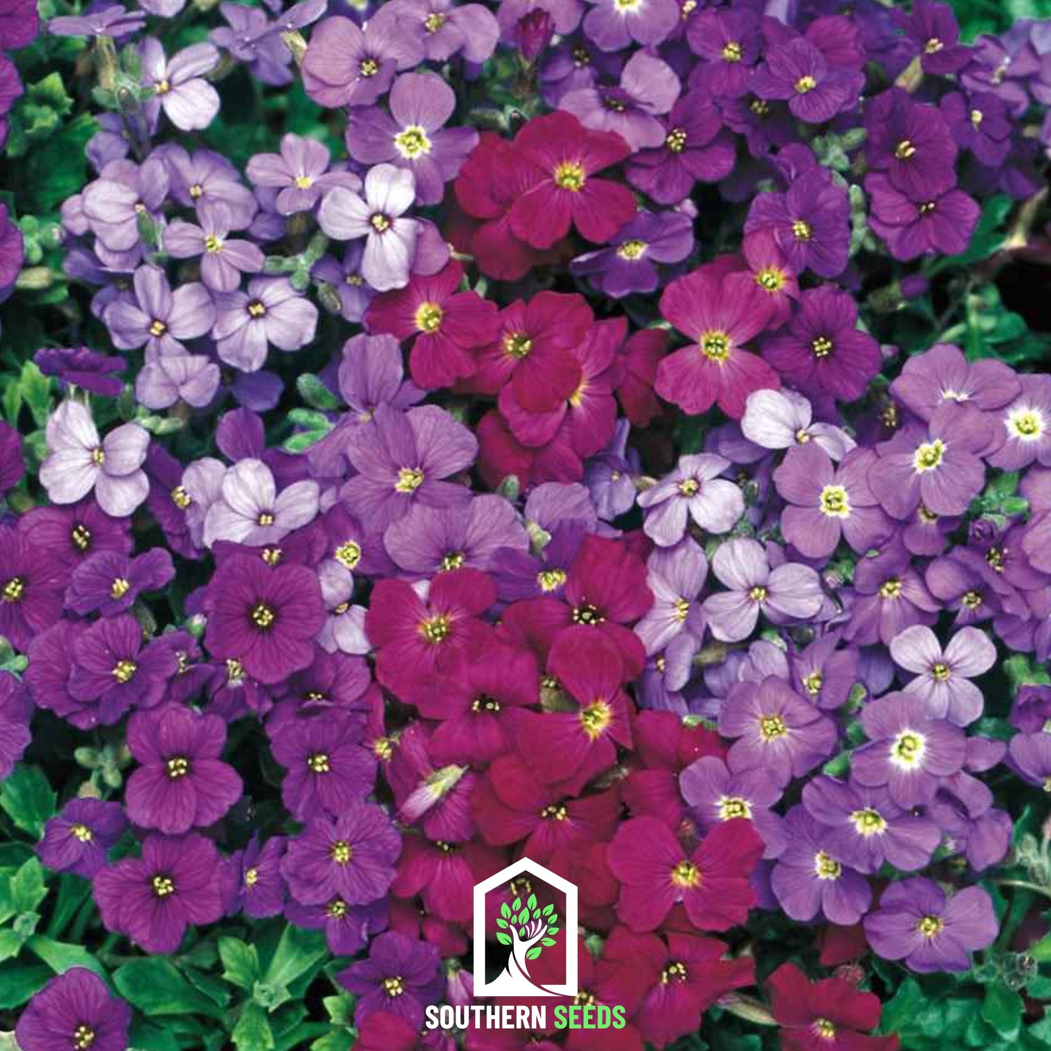 Rockcress, Royal Mix (Aubrieta hybrida) - 100 Seeds - Southern Seed Exchange