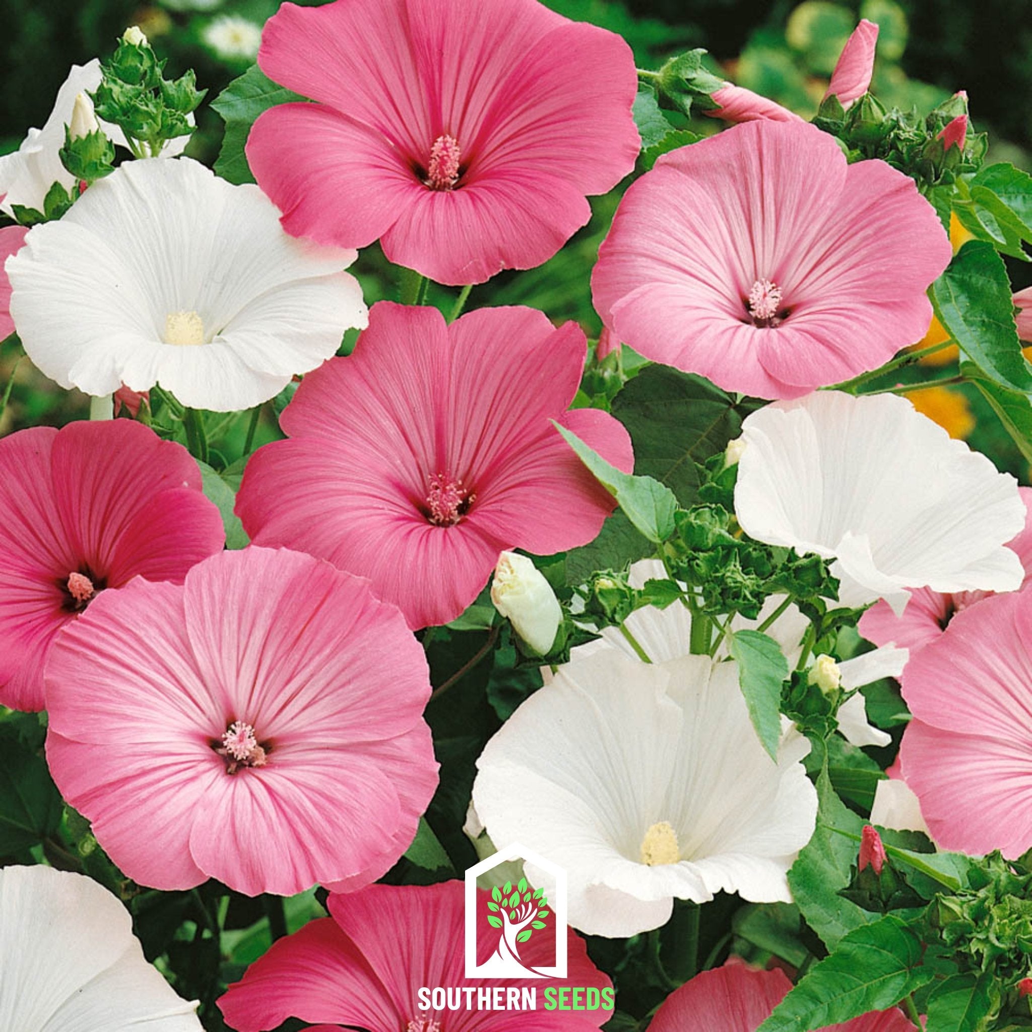 Rose Mallow, Mix (Lavatera trimestris) - 50 Seeds - Southern Seed Exchange