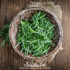 Rosemary (Rosemarinus Officinalis) - 50 Seeds - Southern Seed Exchange