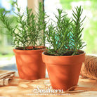 Rosemary (Rosemarinus Officinalis) - 50 Seeds - Southern Seed Exchange