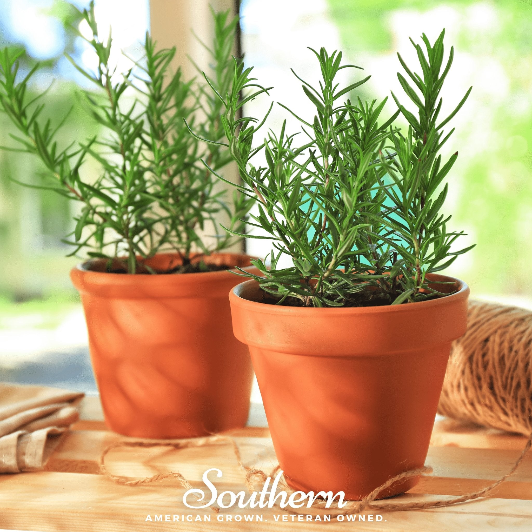 Rosemary (Rosemarinus Officinalis) - 50 Seeds - Southern Seed Exchange