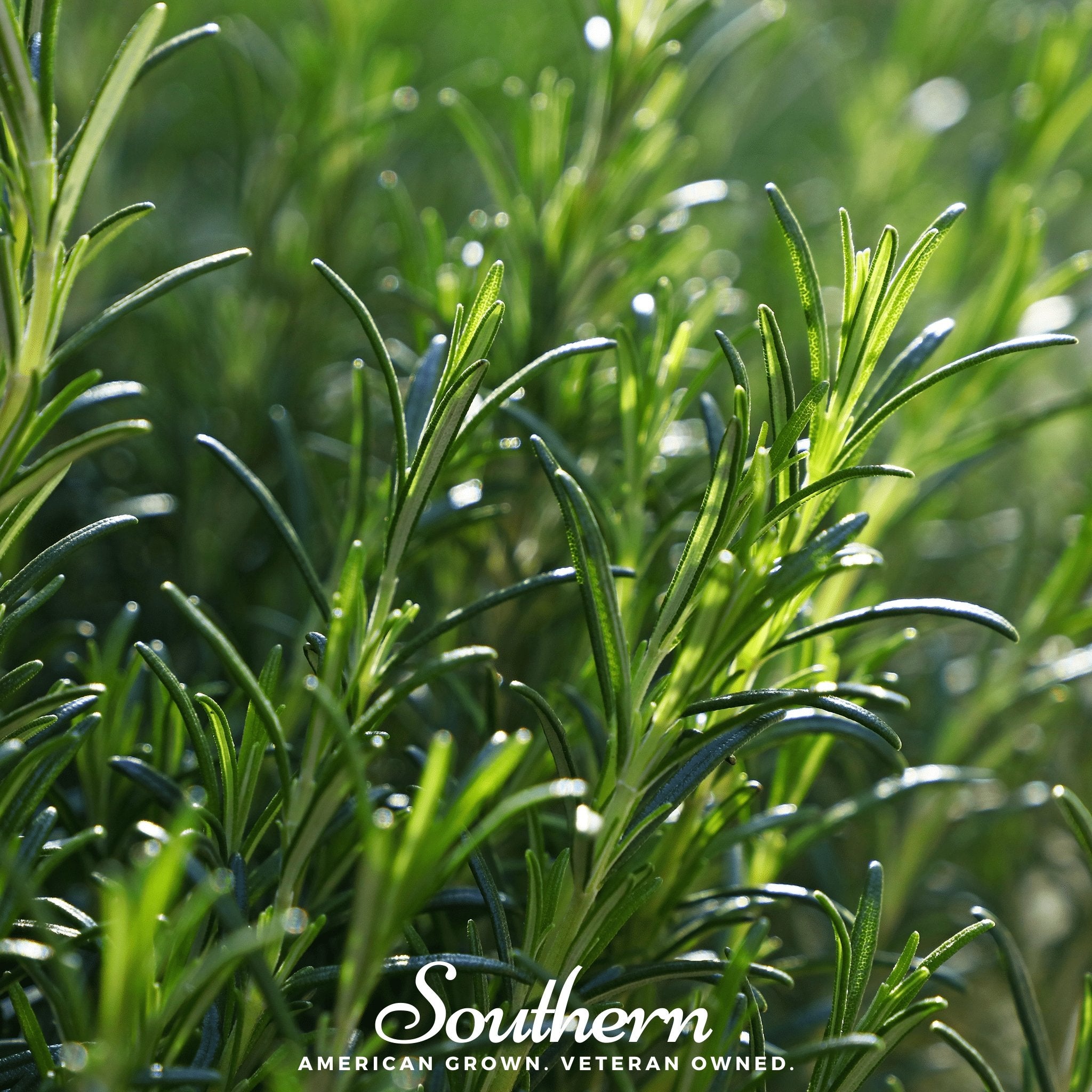 Rosemary (Rosemarinus Officinalis) - 50 Seeds - Southern Seed Exchange