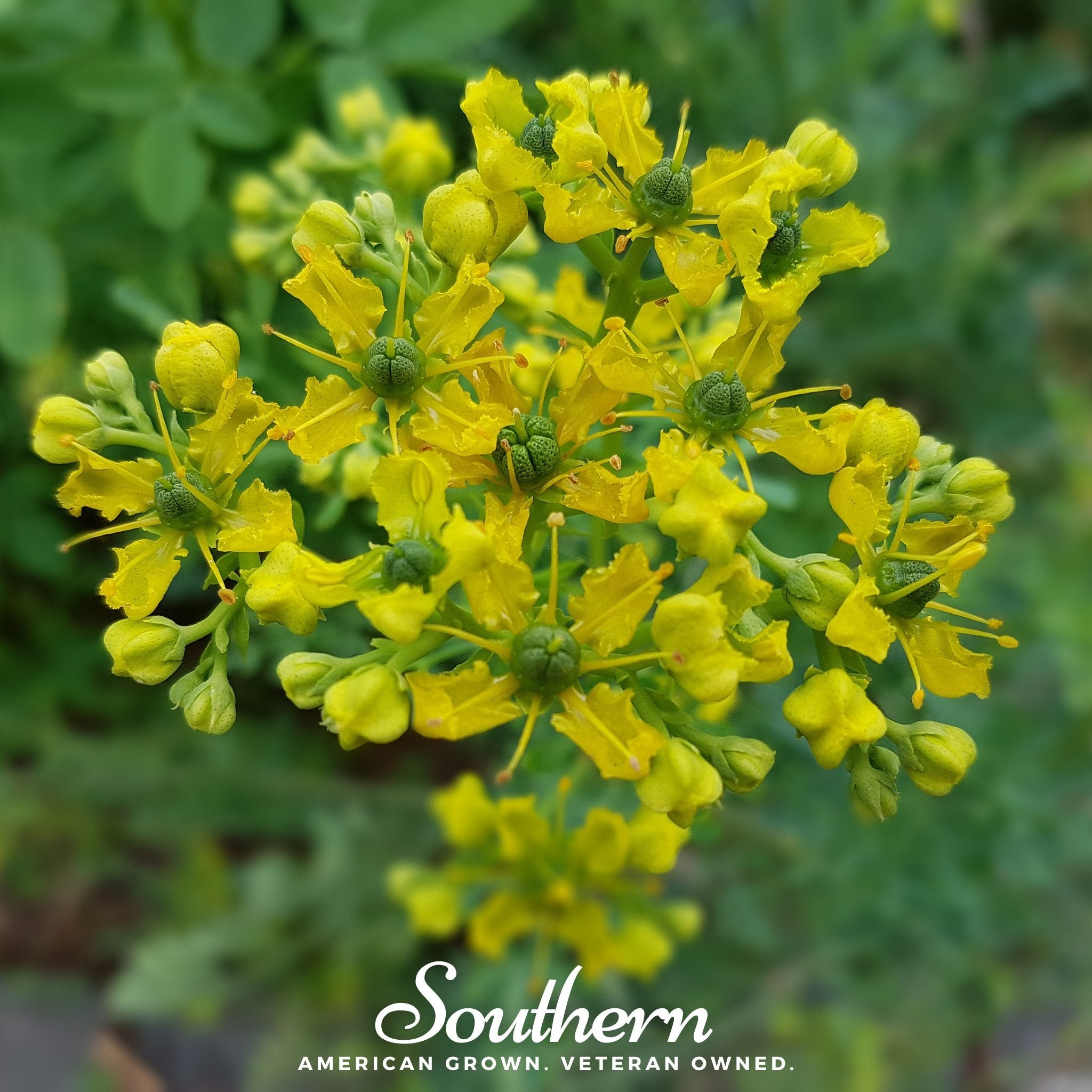 Rue, Common (Ruta graveolens) - 100 Seeds - Southern Seed Exchange