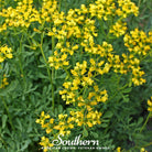 Rue, Common (Ruta graveolens) - 100 Seeds - Southern Seed Exchange