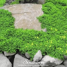 Rupturewort - Green Carpet (Herniaria Glabra) - 100 Seeds - Southern Seed Exchange