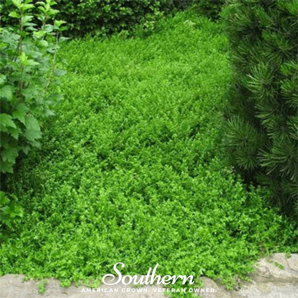 Rupturewort - Green Carpet (Herniaria Glabra) - 100 Seeds - Southern Seed Exchange