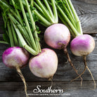 Rutabaga, American Purple Top (Brassica napus) - 200 Seeds - Southern Seed Exchange