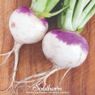 Rutabaga, American Purple Top (Brassica napus) - 200 Seeds - Southern Seed Exchange