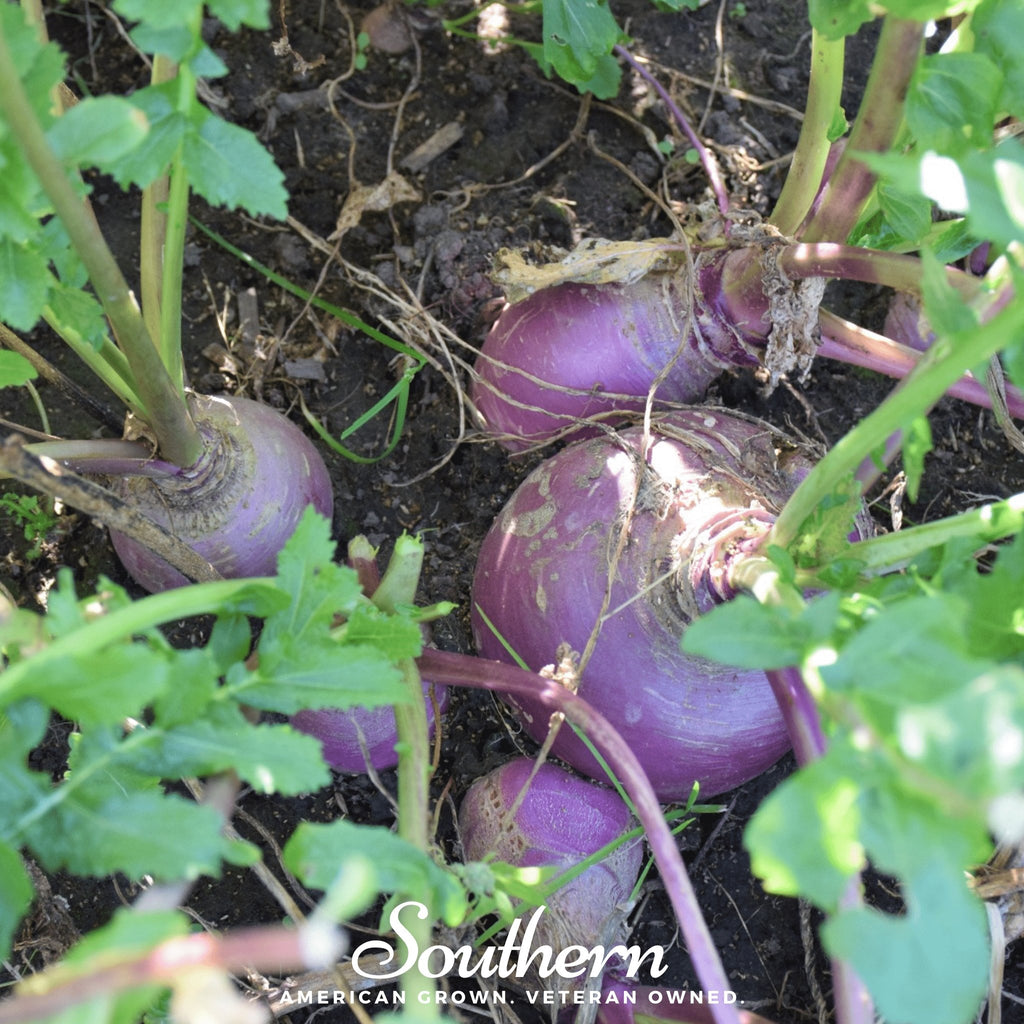 Rutabaga, American Purple Top (Brassica napus) - 200 Seeds - Southern Seed Exchange
