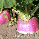 Rutabaga, American Purple Top (Brassica napus) - 200 Seeds - Southern Seed Exchange