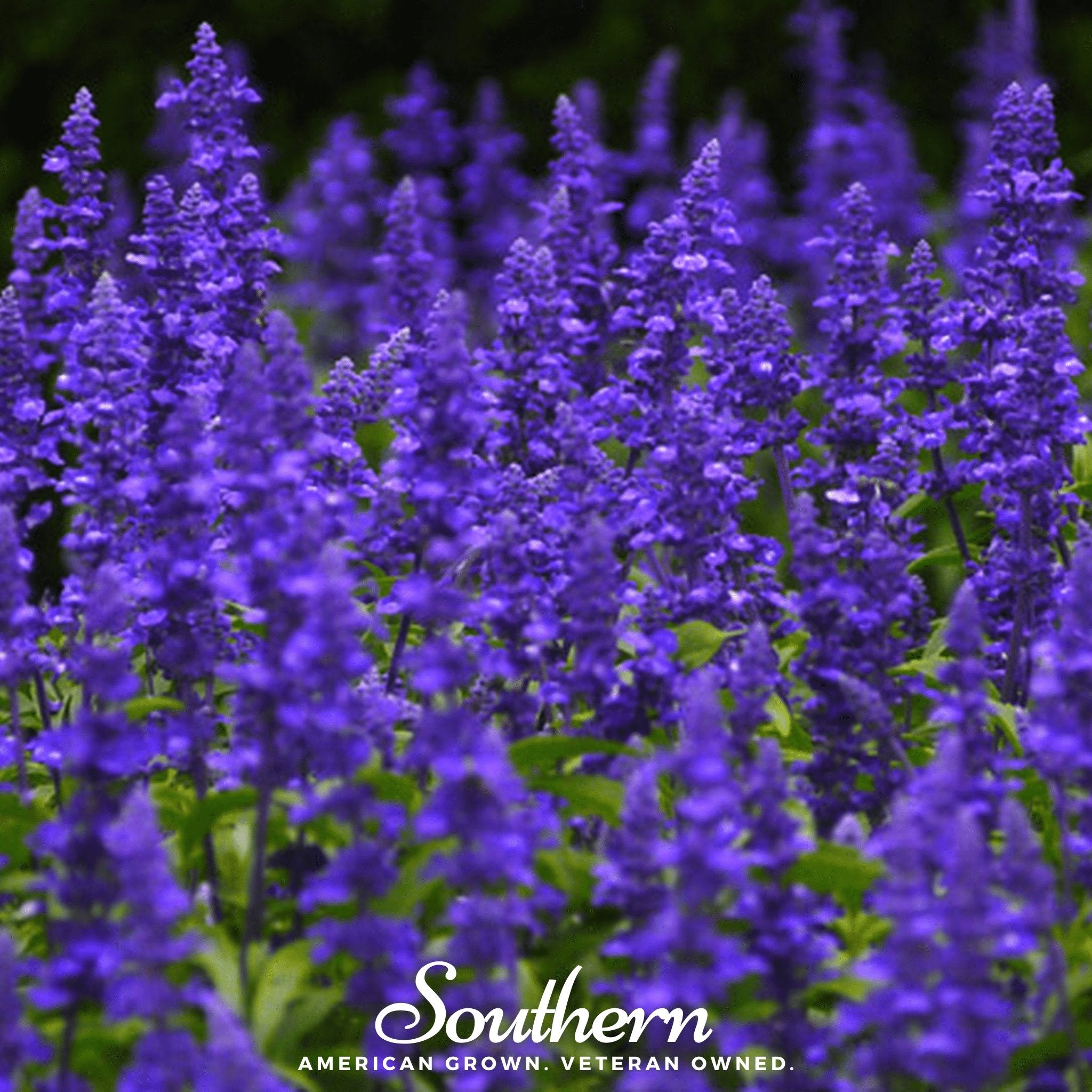 Sage, Blue (Salvia farinacea) - 100 Seeds - Southern Seed Exchange