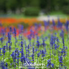 Sage, Blue (Salvia farinacea) - 100 Seeds - Southern Seed Exchange