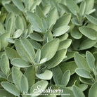 Sage, Broadleaf (Salvia Officinalis) - 50 Seeds - Southern Seed Exchange