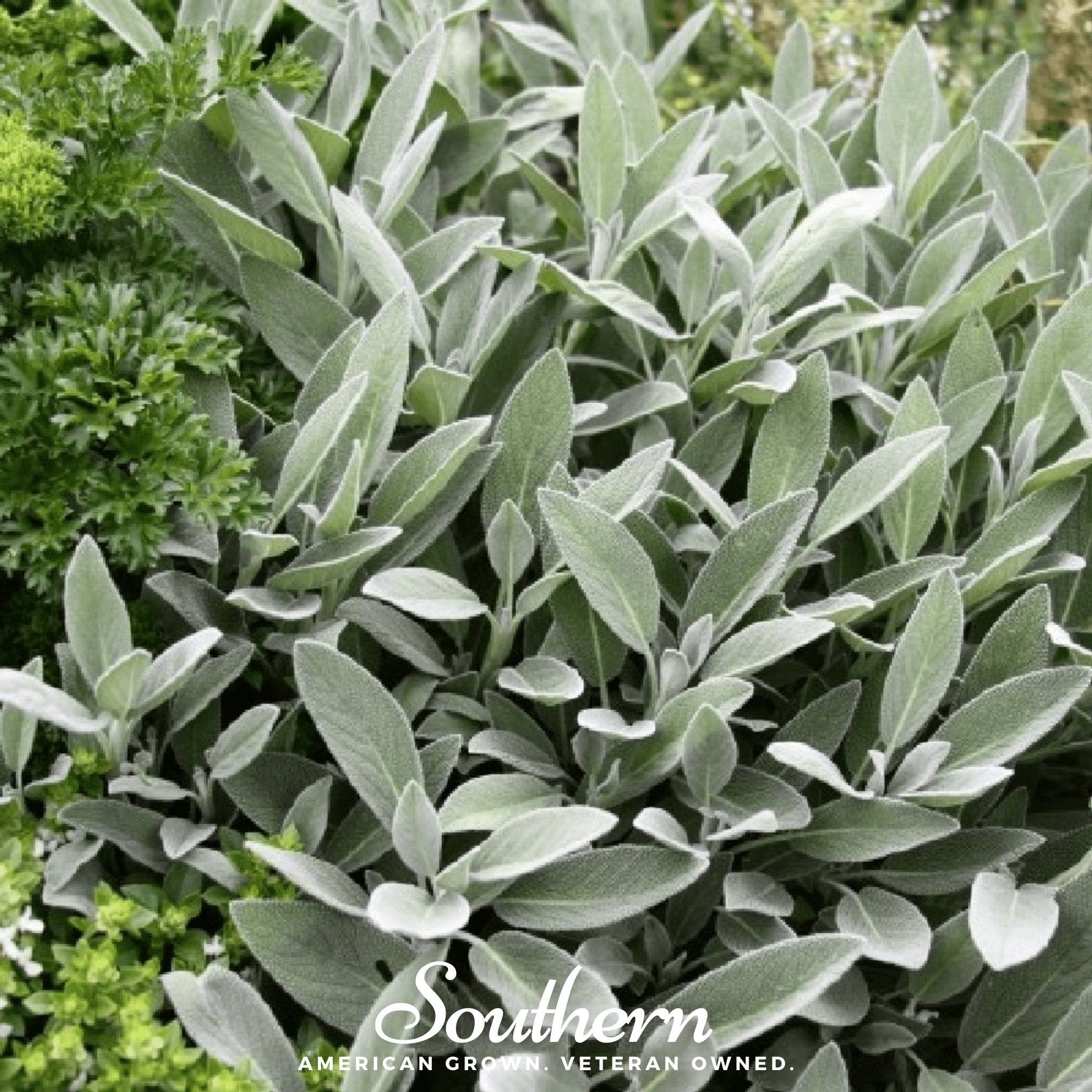 Sage, Broadleaf (Salvia Officinalis) - 50 Seeds - Southern Seed Exchange