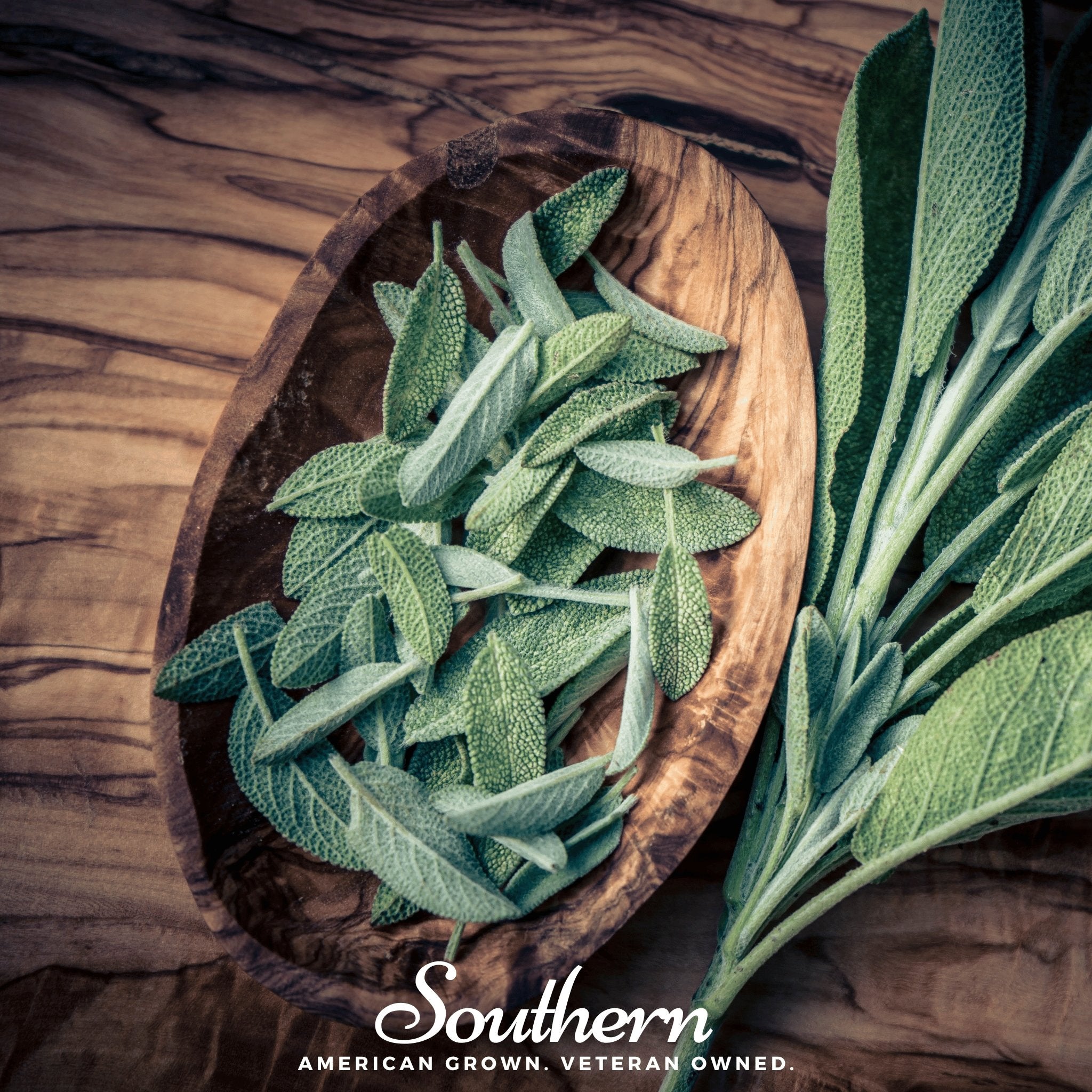 Sage, Extrakta (Sage officinalis) 30 Seeds - Southern Seed Exchange