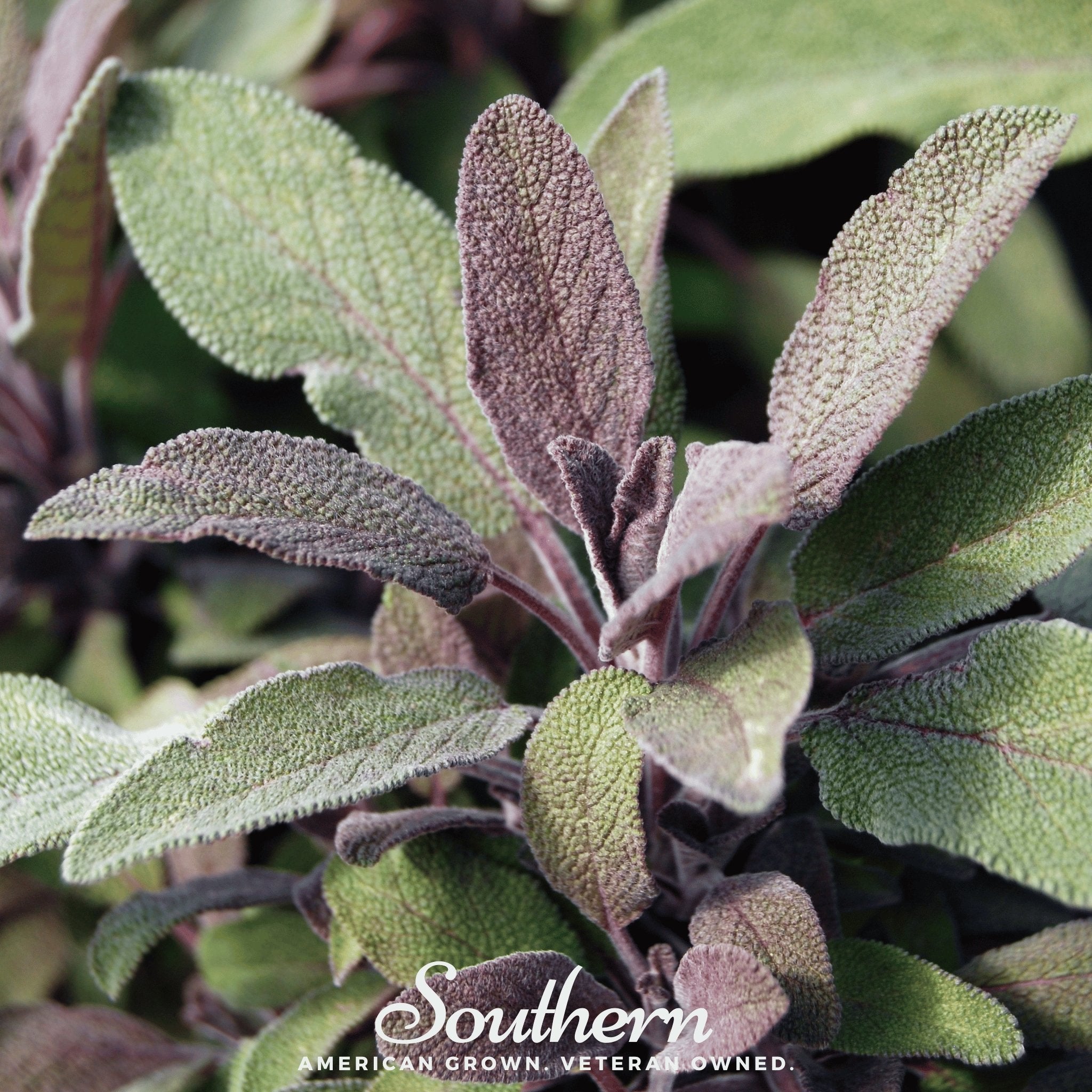 Sage, Extrakta (Sage officinalis) 30 Seeds - Southern Seed Exchange