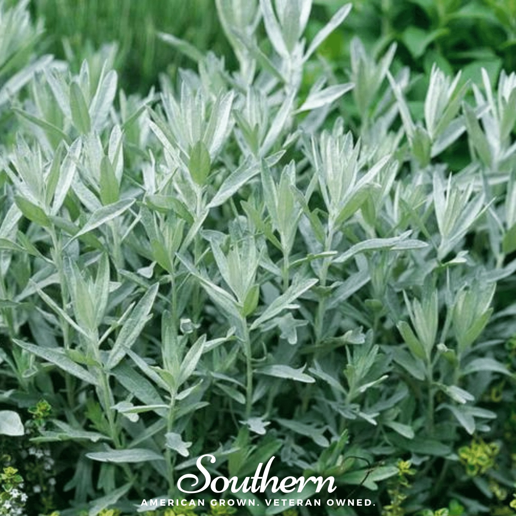 Sage, Prairie - Louisiana Sage (Artemisia ludoviciana) - 100 Seeds - Southern Seed Exchange