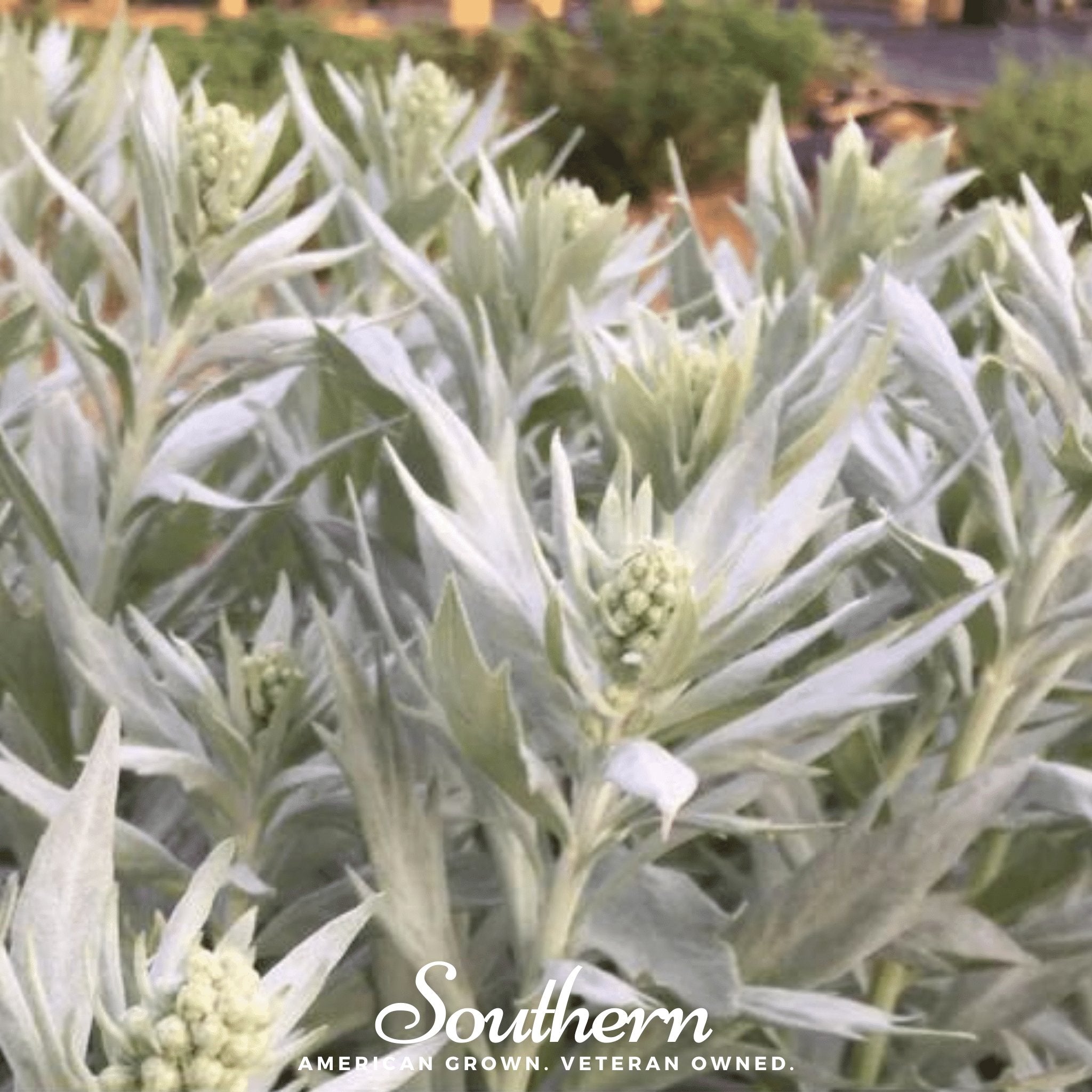 Sage, Prairie - Louisiana Sage (Artemisia ludoviciana) - 100 Seeds - Southern Seed Exchange