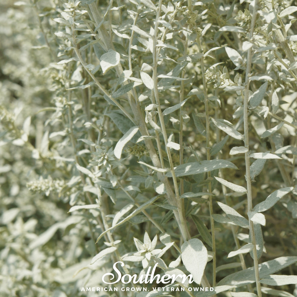 Sage, Prairie - Louisiana Sage (Artemisia ludoviciana) - 100 Seeds - Southern Seed Exchange