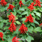 Sage, Scarlet (Salvia coccinea) - 100 Seeds - Southern Seed Exchange