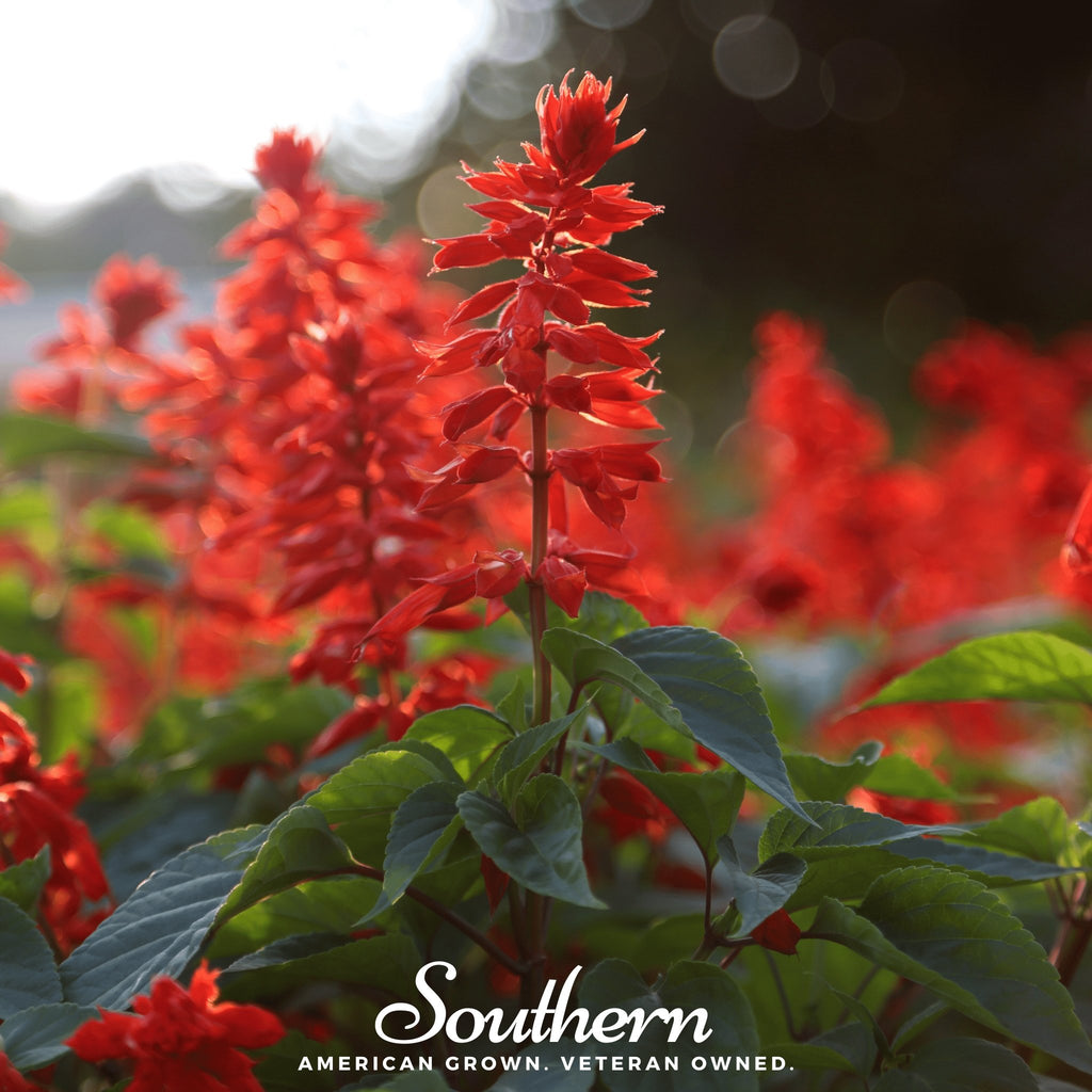 Sage, Scarlet (Salvia coccinea) - 100 Seeds - Southern Seed Exchange