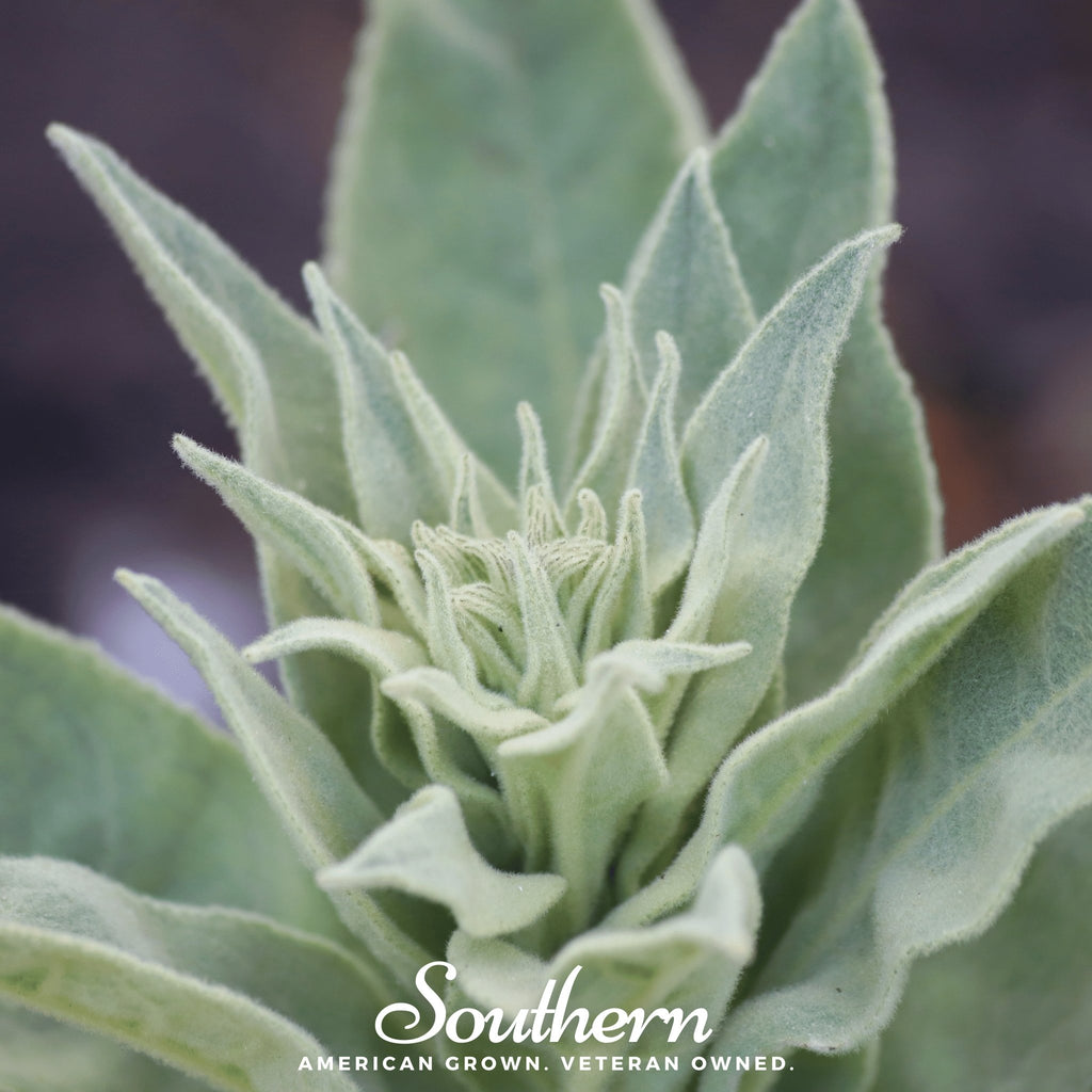 Sage, White - Smudging Sage (Salvia apiana) - 50 Seeds - Southern Seed Exchange