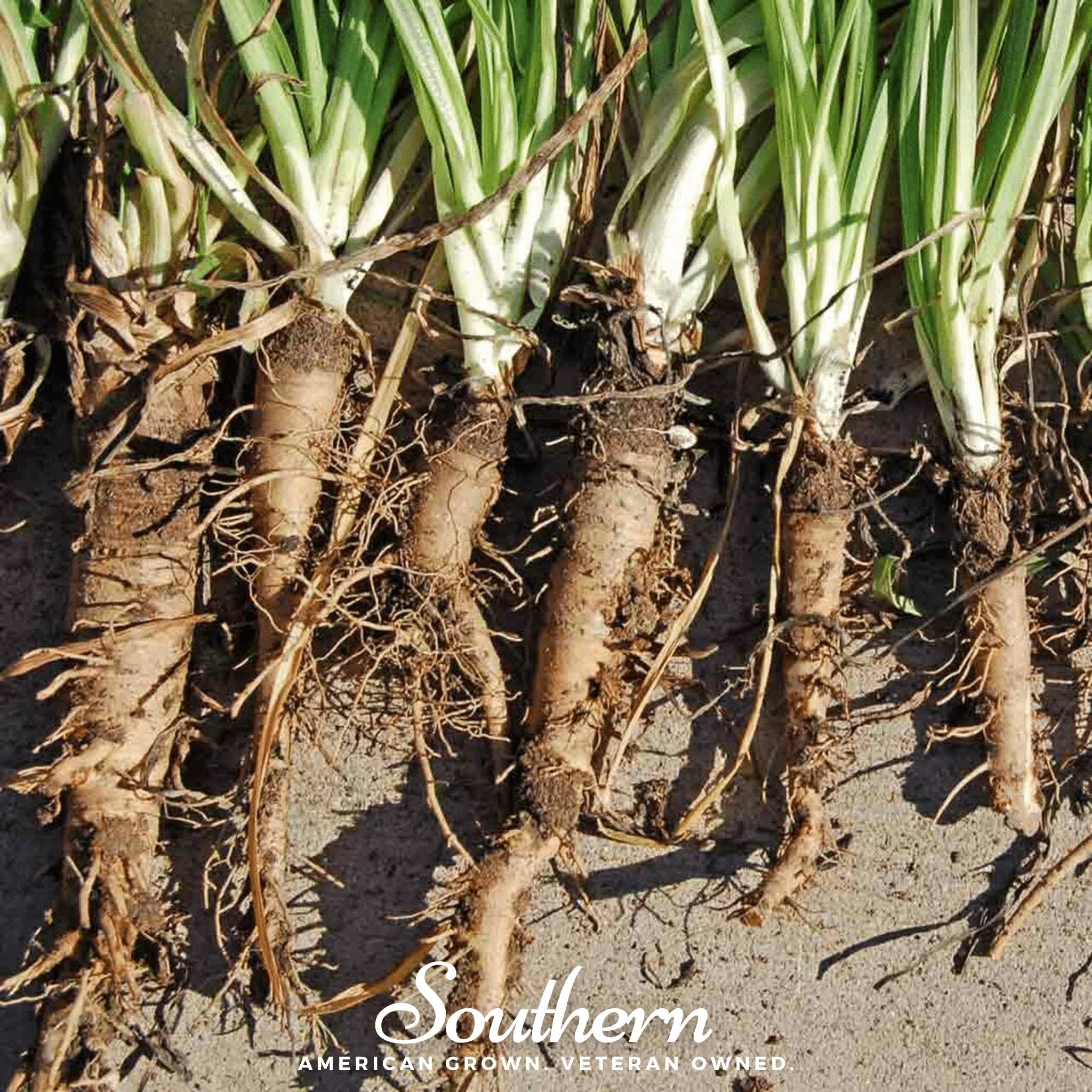 Salsify, Mammoth Sandwich Island (Tragopogon porrifolius) - 50 Seeds - Southern Seed Exchange