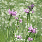 Salsify, Mammoth Sandwich Island (Tragopogon porrifolius) - 50 Seeds - Southern Seed Exchange