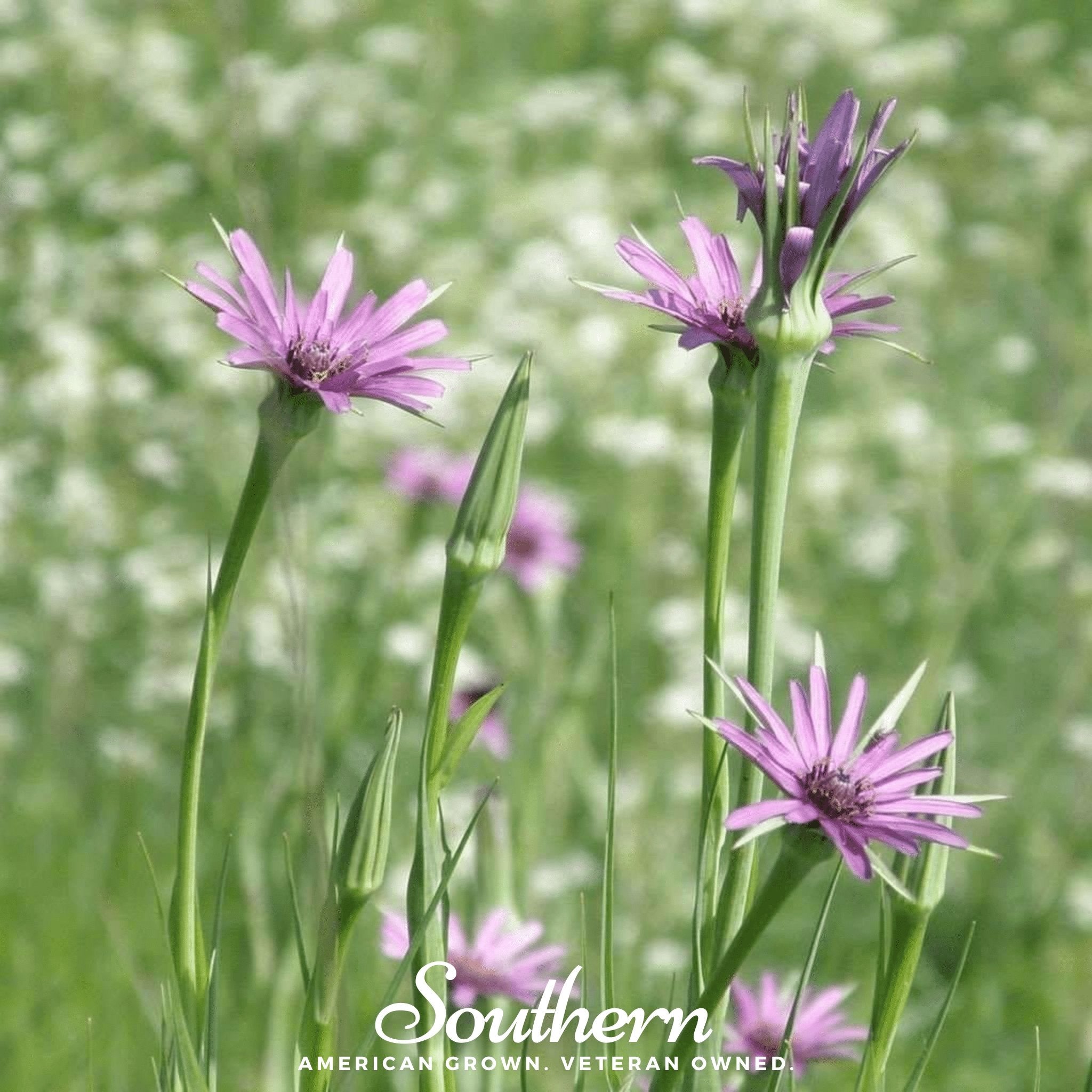 Salsify, Mammoth Sandwich Island (Tragopogon porrifolius) - 50 Seeds - Southern Seed Exchange