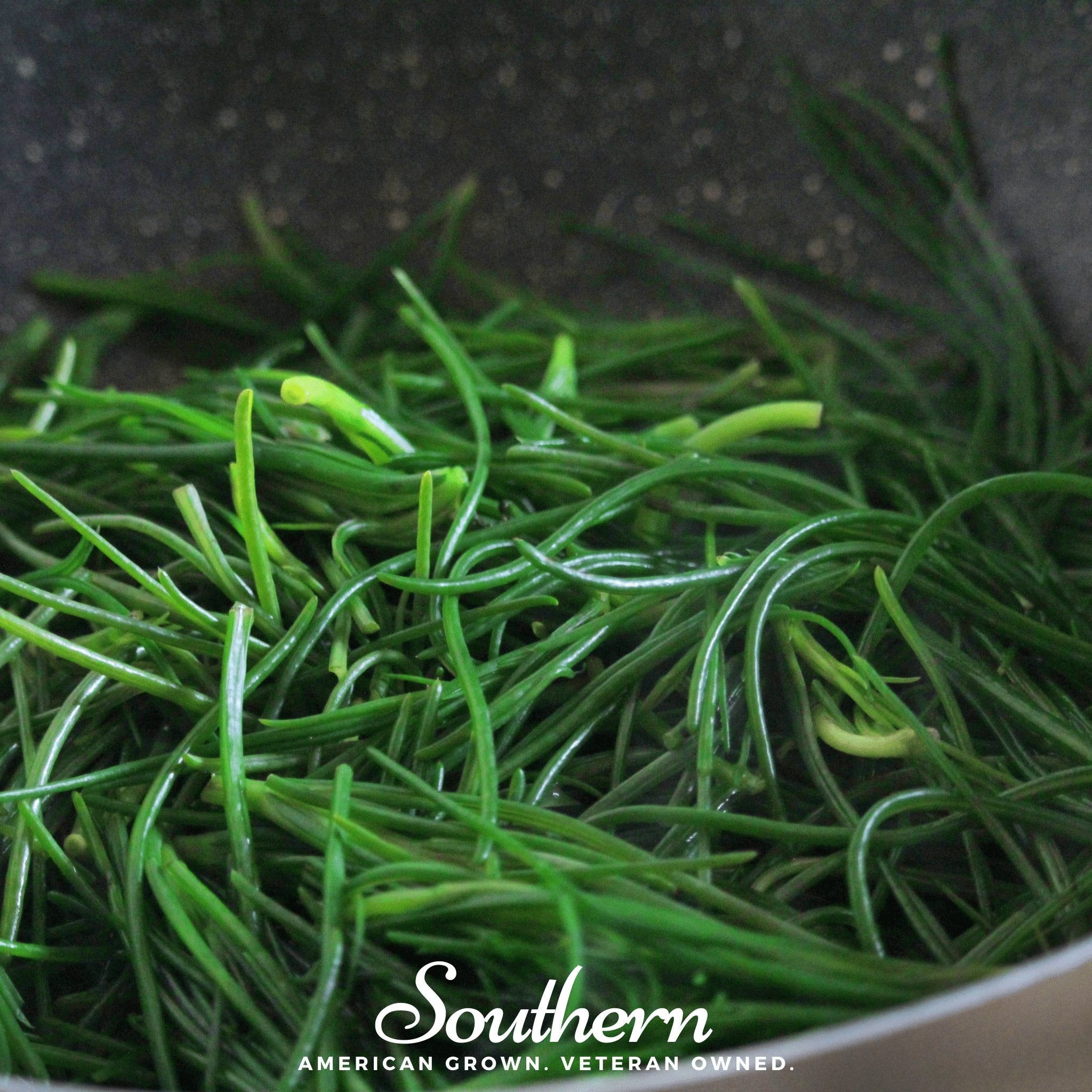 Saltwort (Salsola komarovii) - 50 Seeds - Southern Seed Exchange