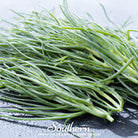 Saltwort (Salsola komarovii) - 50 Seeds - Southern Seed Exchange