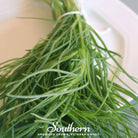 Saltwort (Salsola komarovii) - 50 Seeds - Southern Seed Exchange