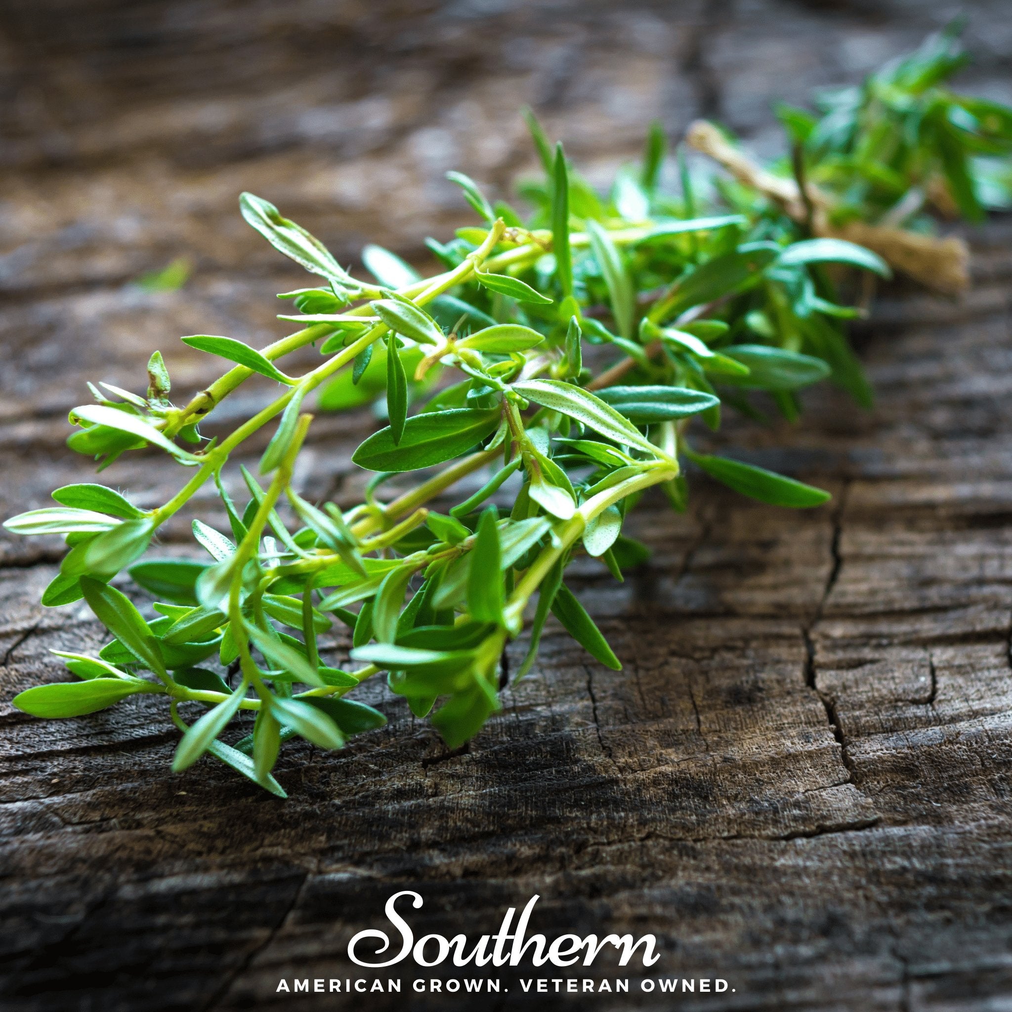 Savory, Summer (Satureja Hortensis) - 100 Seeds - Southern Seed Exchange