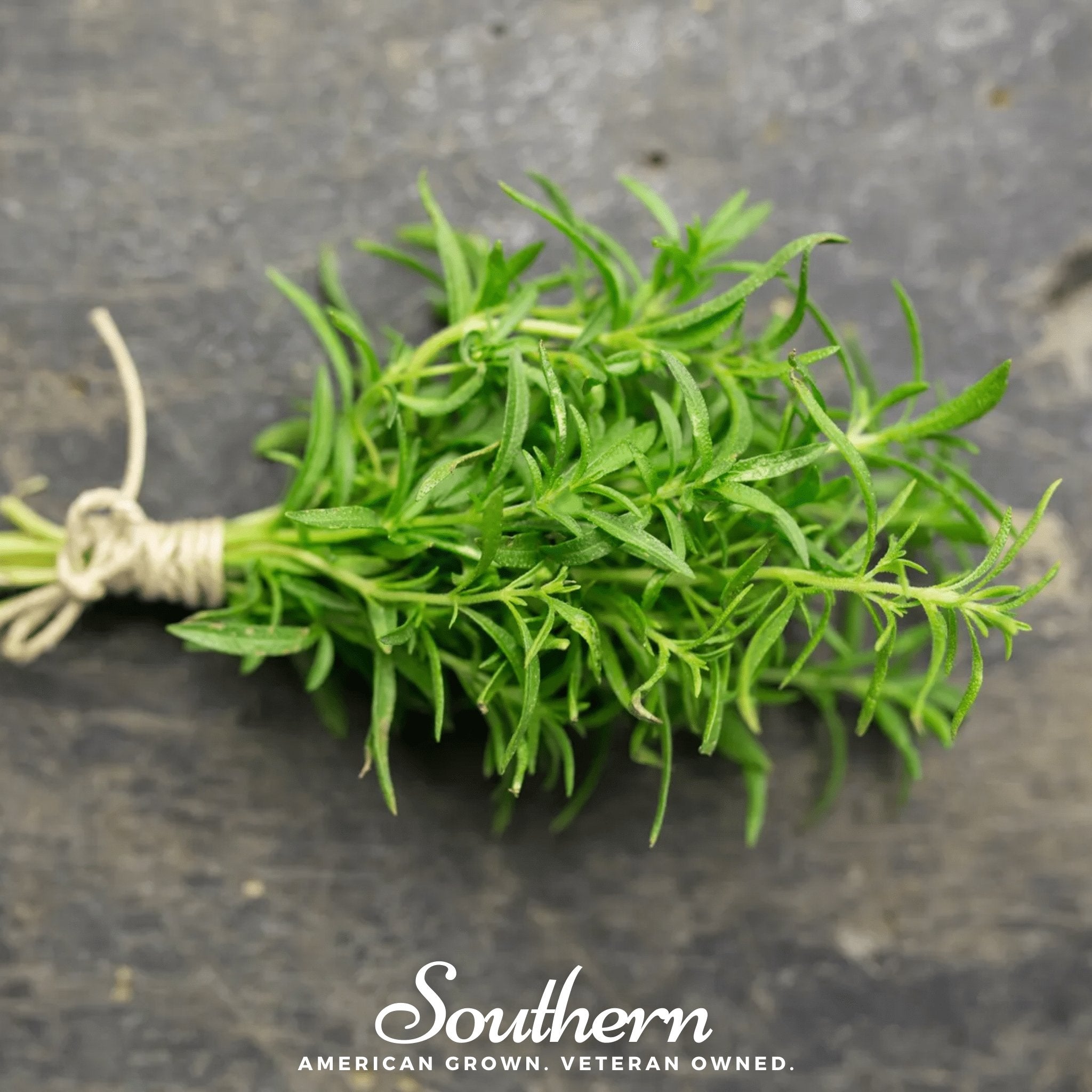 Savory, Winter (Satureja Montana) - 100 Seeds - Southern Seed Exchange