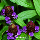 Self Heal - Heal All (Prunella vulgaris) - 50 Seeds - Southern Seed Exchange