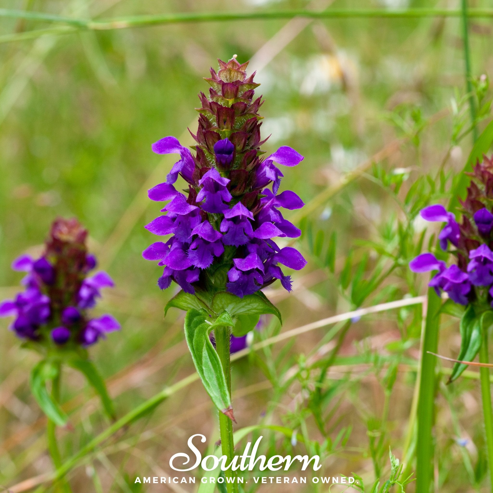 Self Heal - Heal All (Prunella vulgaris) - 50 Seeds - Southern Seed Exchange