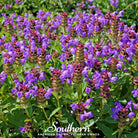 Self Heal - Heal All (Prunella vulgaris) - 50 Seeds - Southern Seed Exchange