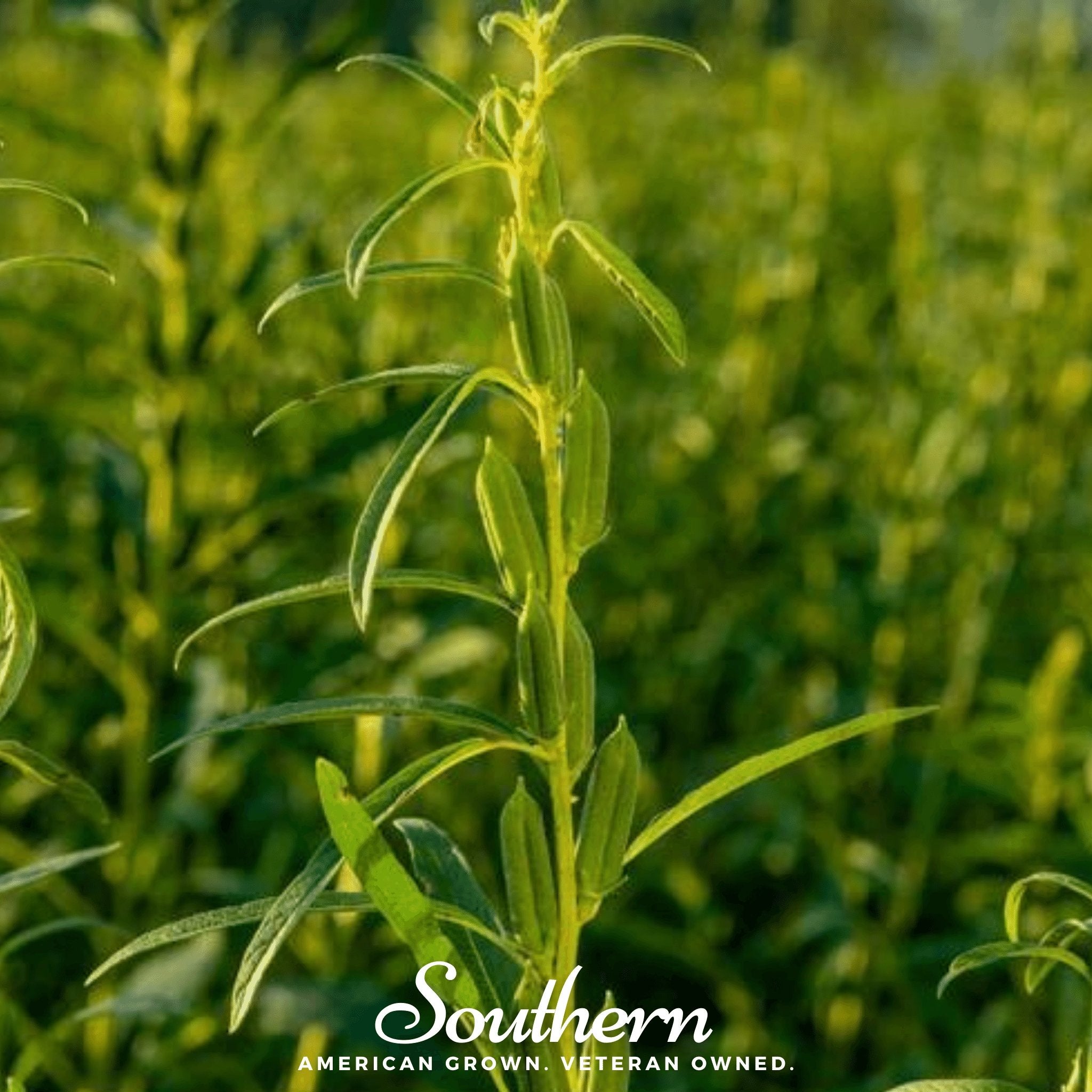 Sesame, Black (Sesamum indicum) - 500 Seeds - Southern Seed Exchange