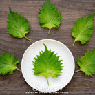 Shiso, Green (Perilla frutescens) - 200 Seeds - Southern Seed Exchange