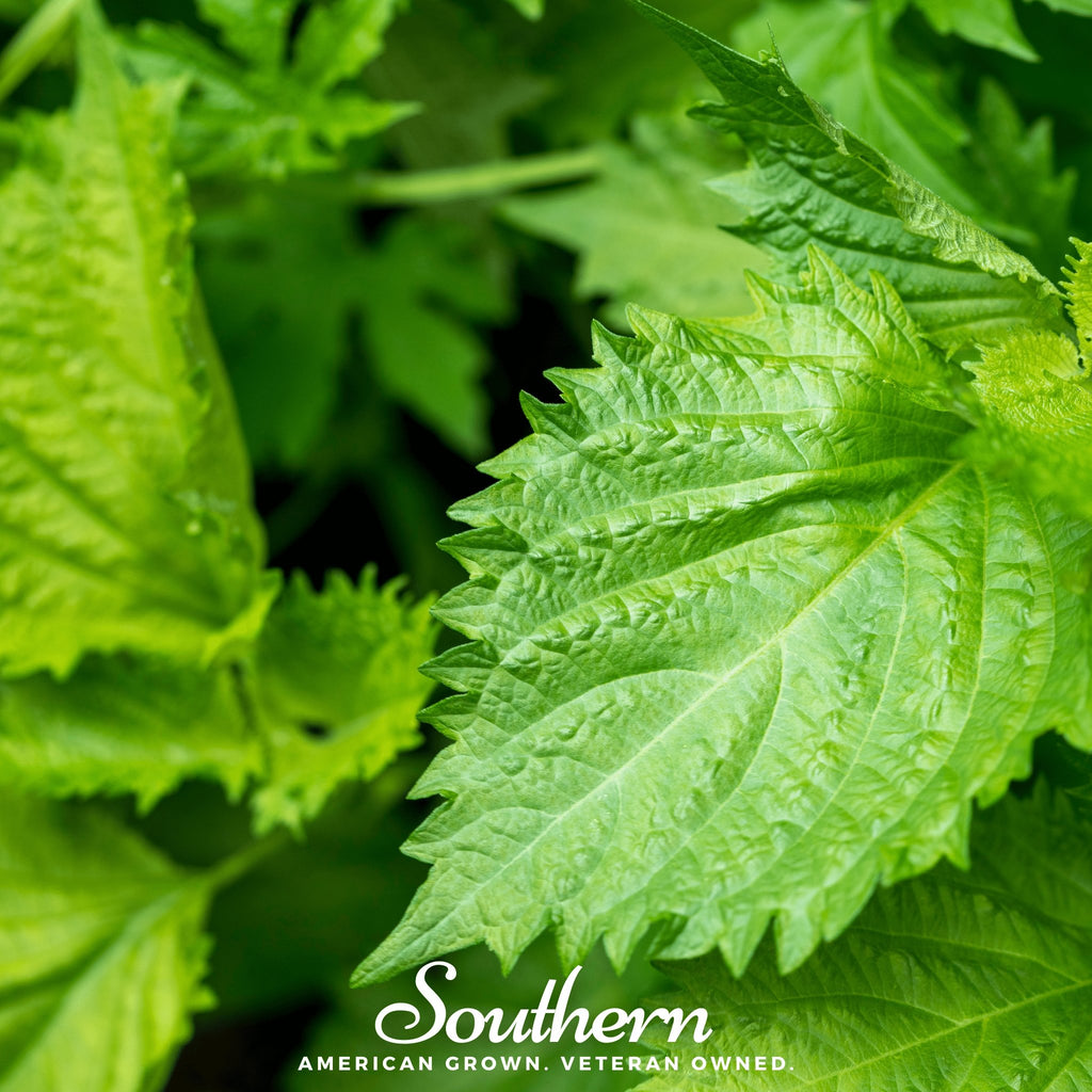 Shiso, Green (Perilla frutescens) - 200 Seeds - Southern Seed Exchange