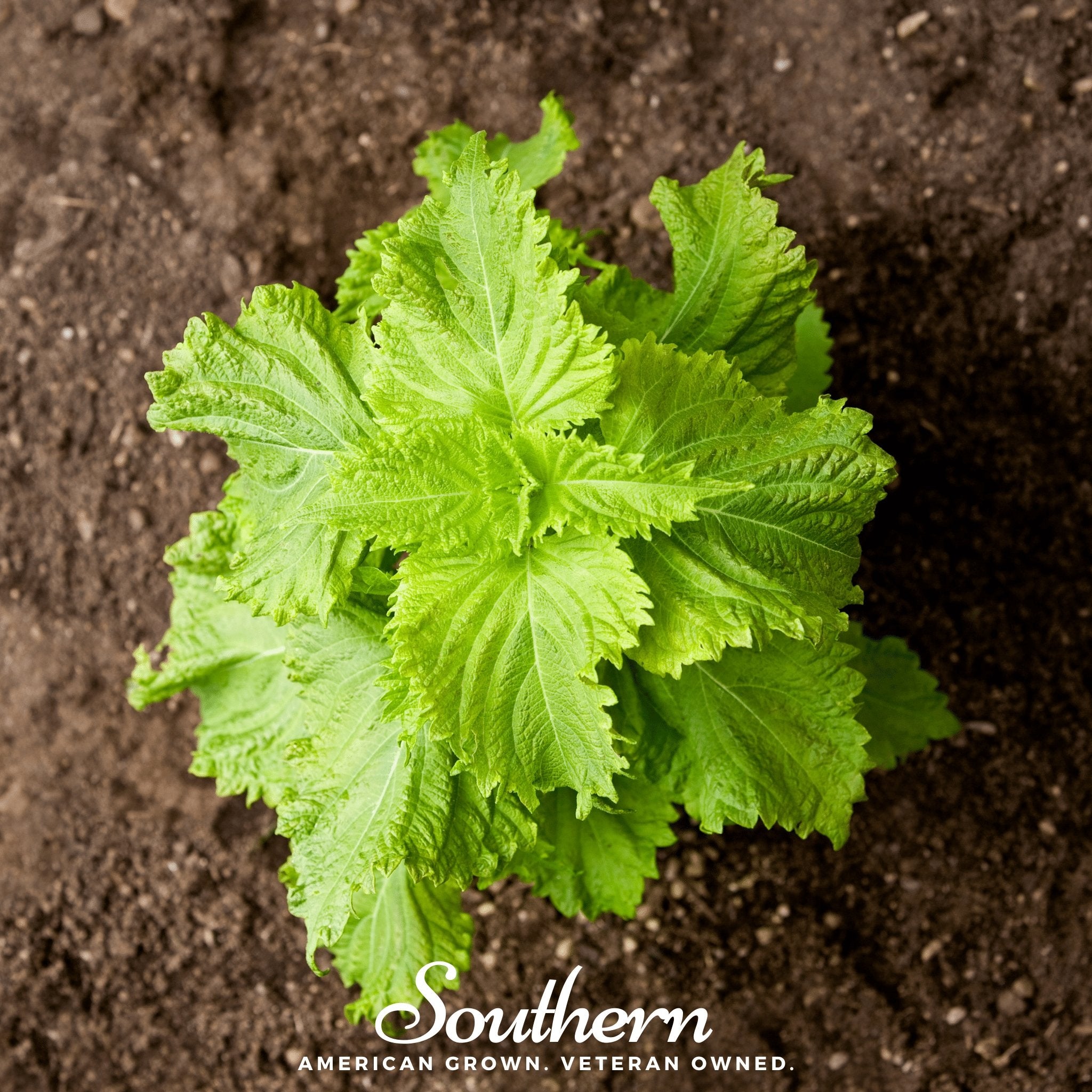 Shiso, Green (Perilla frutescens) - 200 Seeds - Southern Seed Exchange