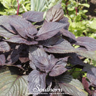 Shiso, Red (Perilla frutescens) - 200 Seeds - Southern Seed Exchange