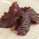 Shiso, Red (Perilla frutescens) - 200 Seeds - Southern Seed Exchange