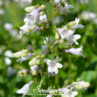 Foxglove, Beardtongue (Penstemon digitalis) - 200 Seeds - Southern Seed Exchange