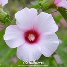 Hibiscus, Rose Mallow (Hibiscus militaris) - 25 Seeds - Southern Seed Exchange